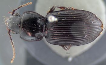 Media type: image;   Entomology 5631 Aspect: habitus dorsal view